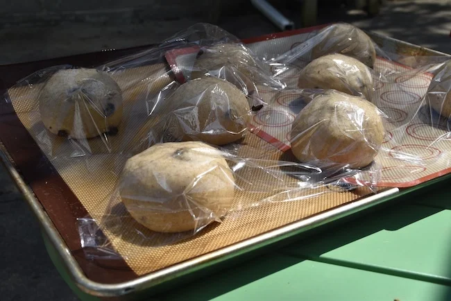 Raisin buns in their final rise. I covered them and put them outside in a sunny spot for warmth.